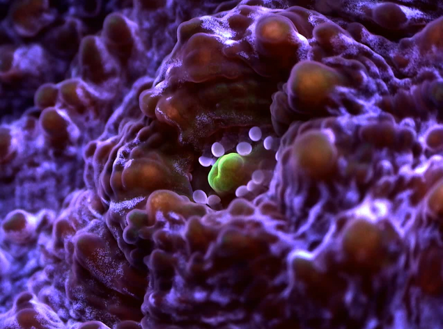 Image: Brett Lewis, QUT